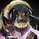 Illustration for article titled 294 Creepy Crawly Bug Wallpapers